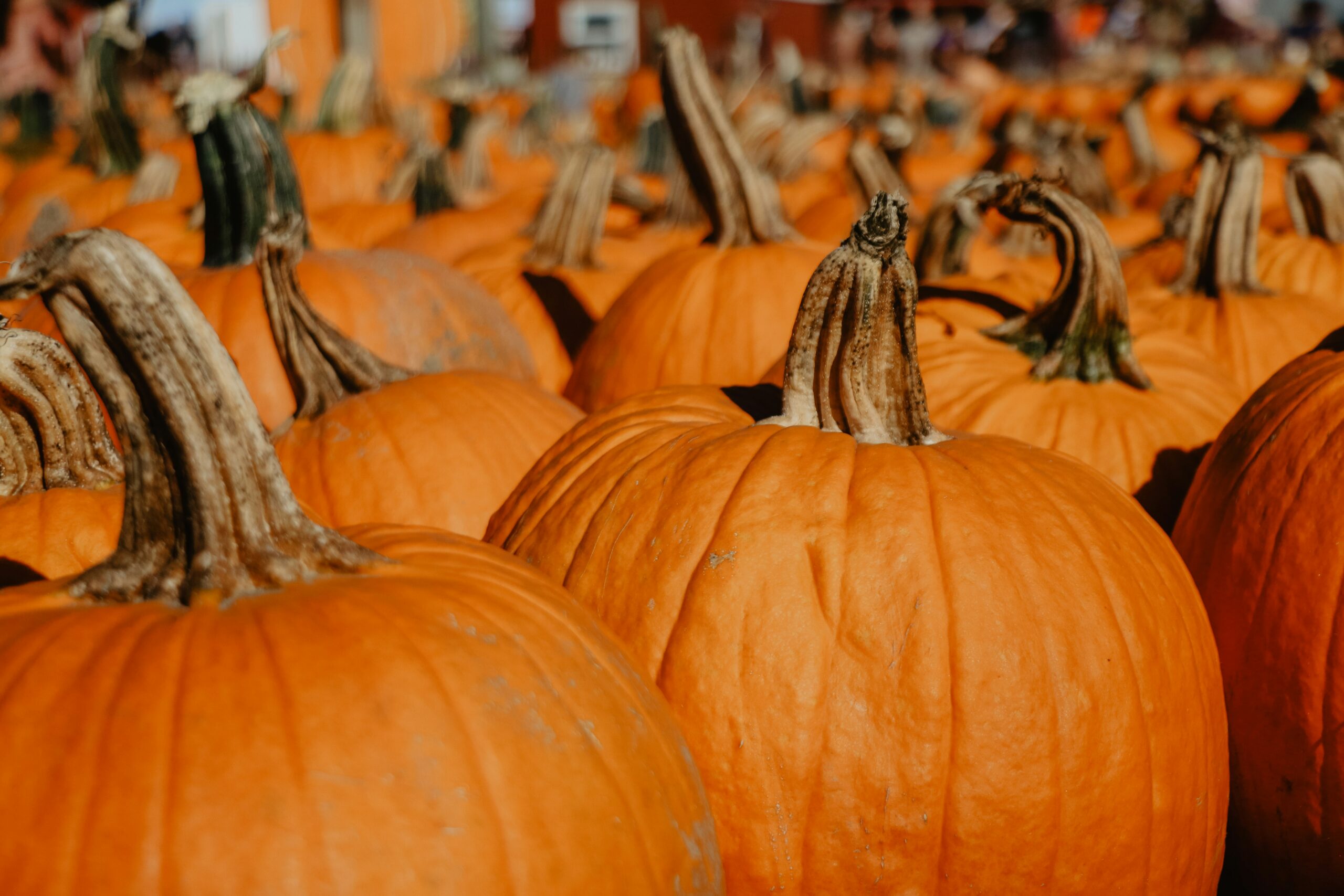 HarvestFest 2025 in Kennebunk Fall